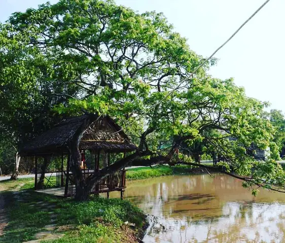 Bỏ Túi Kinh Nghiệm Du Lịch Bạc Liêu (nay Là Cà Mau) Từ A Đến Z