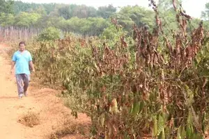 Vai Trò Của Mẹ Và Cô Giáo Trong Hành Trình Du Học, Định Cư Quốc Tế Vai Trò Của Quan Lại