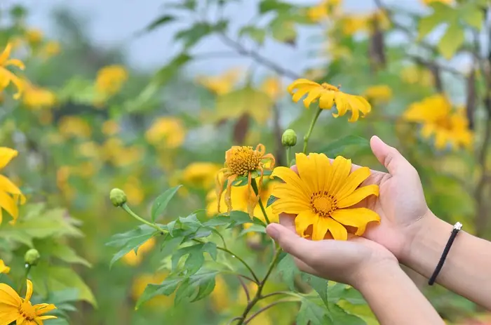 Những Thông Tin Tổng Quát Về Hoa Dã Quỳ Những Thông Tin Tổng Quát Về Hoa Dã Quỳ