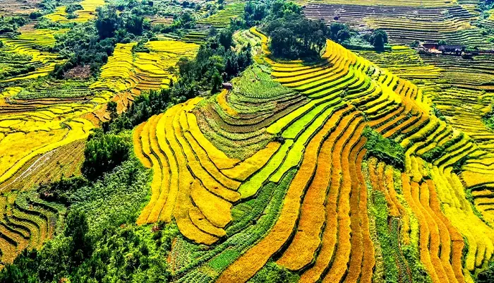 Ruộng Bậc Thang Ruộng Bậc Thang