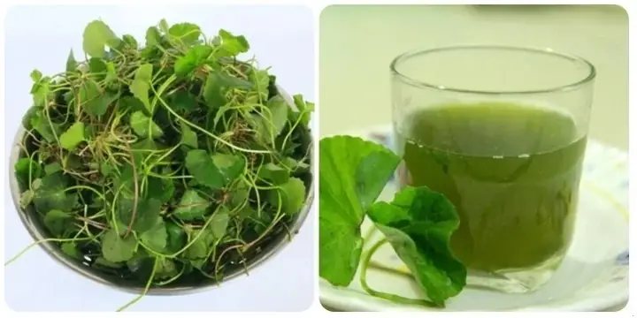 Nước Rau Má Tiếng Anh Là Gì? Khám Phá Thức Uống Truyền Thống Việt