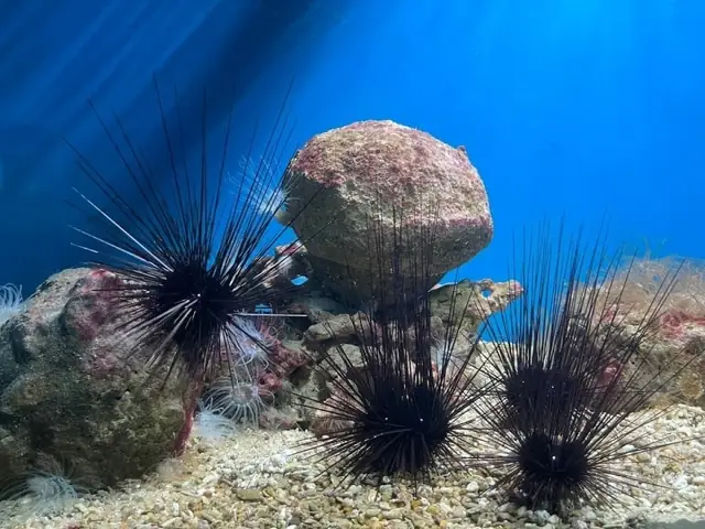 National Museum Of Oceanography National Museum Of Oceanography