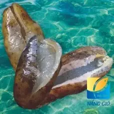 Hải Sâm Tươi Biển Phú Quốc Hải Sâm Tươi Biển Phú Quốc