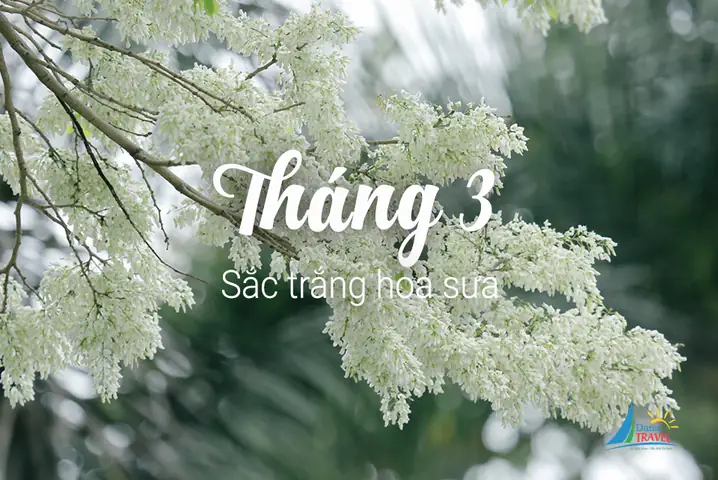 Tháng 10 mùa hoa gì ở Hà Nội? Gợi ý du lịch cho khách quốc tế Tháng 10 Mùa Hoa Gì Ở Hà Nội