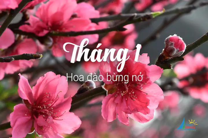 Tháng 10 Mùa Hoa Gì Ở Hà Nội
