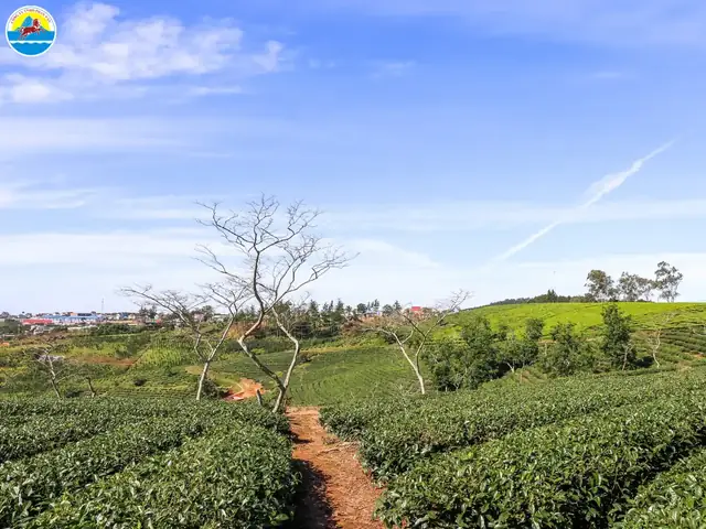 Cầu Đất Farm/đồi Chè Cầu Đất