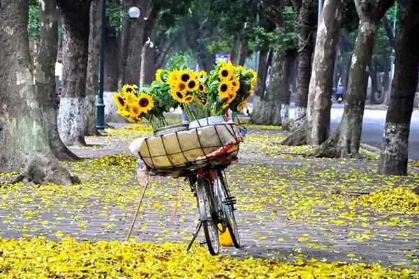 Hướng Dẫn Mua Chè Khô Hà Nội: Kinh Nghiệm Cho Khách Du Lịch Quốc Tế