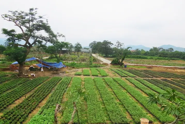 Văn Miếu Quốc Tử Giám Huế – Trường Đại Học Quốc Gia Đầu Tiên Dưới Thời Nhà Nguyễn Văn Miếu Quốc Tử Giám Huế – Trường Đại Học Quốc Gia Đầu Tiên Dưới Thời Nhà Nguyễn
