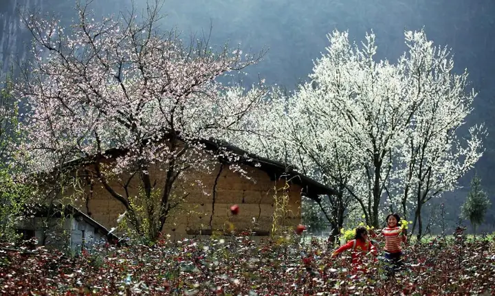 January To March: Ha Giang Loop In Spring With Flower Blossom