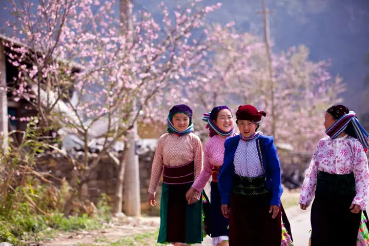 Ha Giang Loop là gì? Hướng dẫn A-Z cho hành trình khám phá January To March: Ha Giang Loop In Spring With Flower Blossom