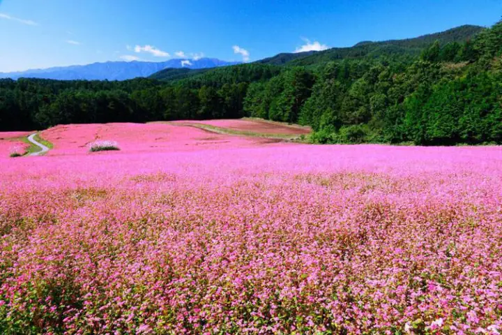 November: Fair Weather, Perfect Time For Buckwheat Flower Lovers