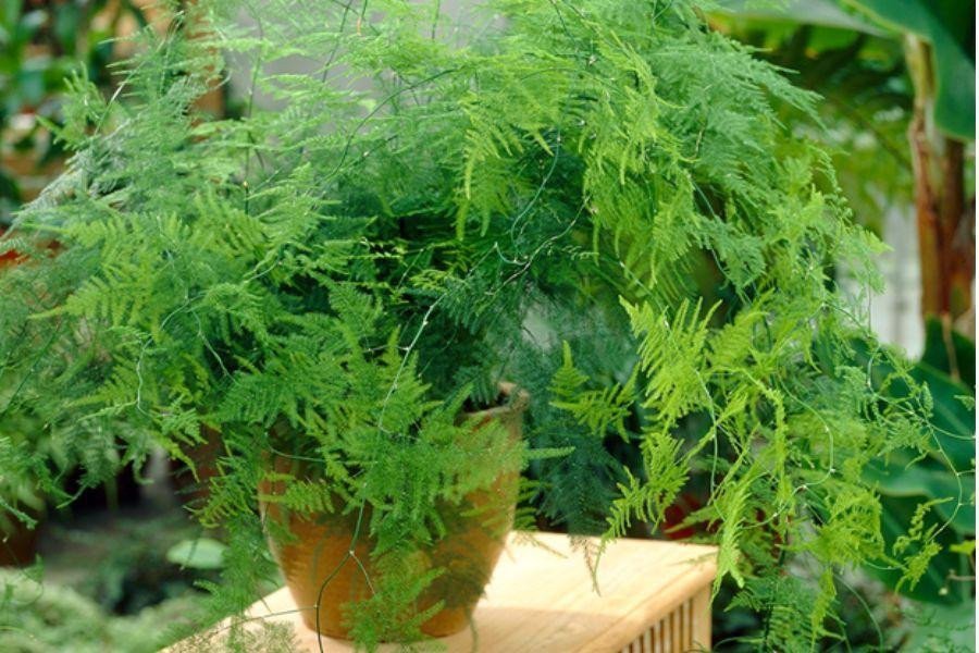 Chậu thủy tùng xanh tươi được chăm sóc dưới ánh sáng nhẹ, tạo cảnh quan thư thái.