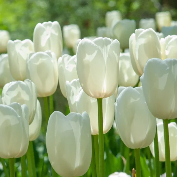 Hoa Tulip Còn Có Tên Gọi Khác Là Gì? Khám Phá Nguồn Gốc Thú Vị Bông hoa tulip trắng tinh khôi