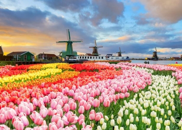 Hoa Tulip Còn Có Tên Gọi Khác Là Gì? Khám Phá Nguồn Gốc Thú Vị Cận cảnh một bông hoa tulip