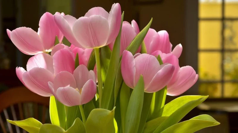 Hoa Tulip Còn Có Tên Gọi Khác Là Gì? Khám Phá Nguồn Gốc Thú Vị Cánh đồng hoa tulip rực rỡ sắc màu
