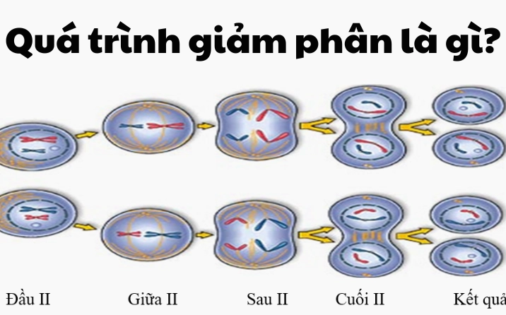 Câu đố kiến thức: Bức xạ nào từ Mặt Trời gây rám nắng?