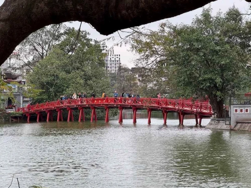 Hình ảnh Rùa Vàng