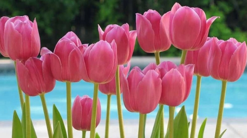 Hoa Tulip Còn Có Tên Gọi Khác Là Gì? Khám Phá Nguồn Gốc Thú Vị Hoa tulip với nhiều màu sắc khác nhau