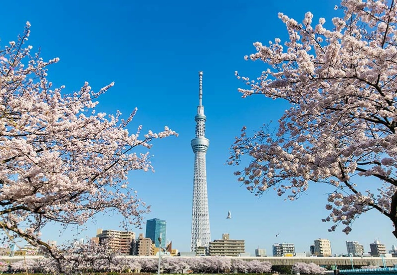 Địa điểm du lịch tại Tokyo: Khám phá xứ sở Phù Tang 2026 Địa điểm du lịch tại Tokyo: Khám phá xứ sở Phù Tang 2026