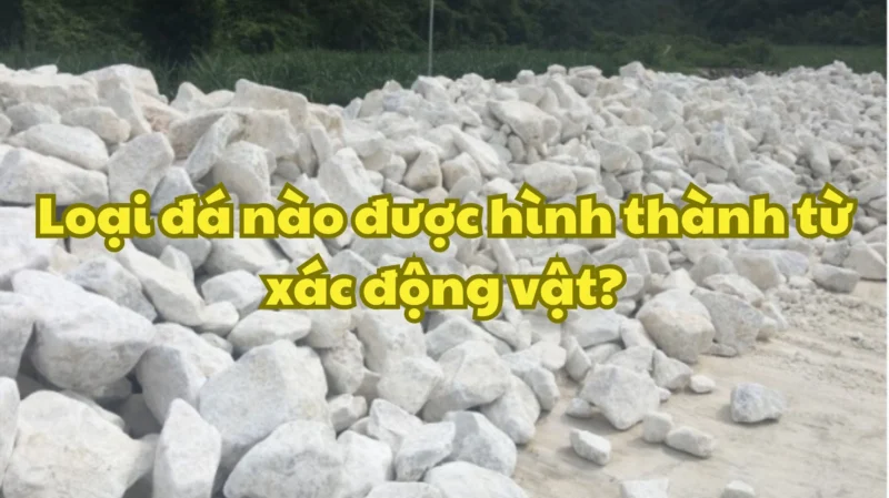 Loại đá nào được hình thành từ xác động vật? Mô tả ảnh hóa thạch khủng long