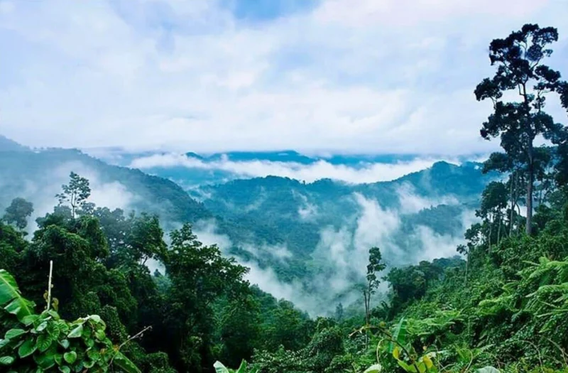Rừng Nguyên Sinh Là Gì? Khám Phá Thế Giới Hoang Sơ Đầy Bí Ẩn Một con suối nhỏ chảy qua rừng nguyên sinh