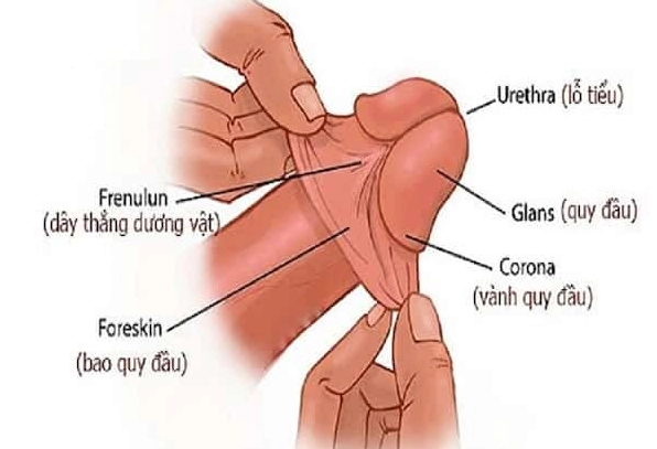 Trai Tân Là Gì? Giải Mã Từ A-Z Và Những Điều Bạn Cần Biết Trai Tân Là Gì? Giải Mã Từ A-Z Và Những Điều Bạn Cần Biết
